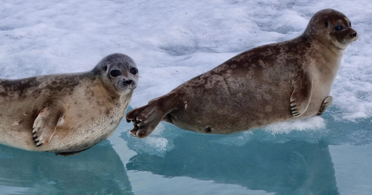 A pair of seals resting on ice, with one seal partially in the water. The background is a snowy landscape.