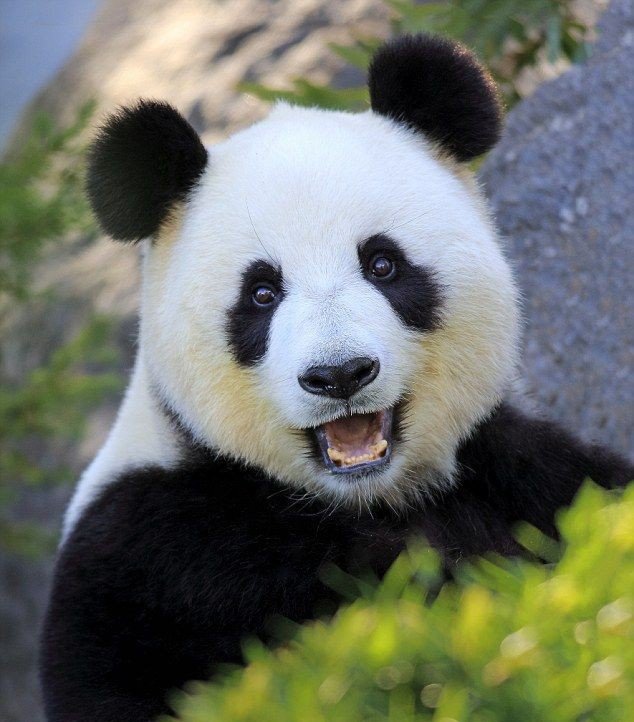 kidzsta's tweet photo. Changbin as Pandas - a cute thread

ALL ORBITS LEAD BACK TO CHANGBIN
#창빈아_오늘도_따룽해 
#OurUltraGeniusChangbin 
#HappyChangbinDay https://t.co/Y2ZbJHijOL