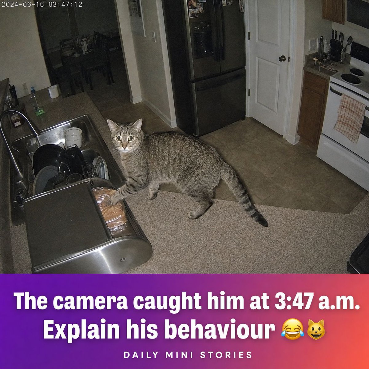 DailyMiniStorie's tweet photo. I bought the camera to see who was knocking things off the counter. 🐱
Mystery solved.
Note the direct eye contact with the lens. He KNOWS the camera is there. He simply does not care. This is not a crime of opportunity — this is a statement.
Explain his behaviour in the comments https://t.co/okQVTcZHXw
