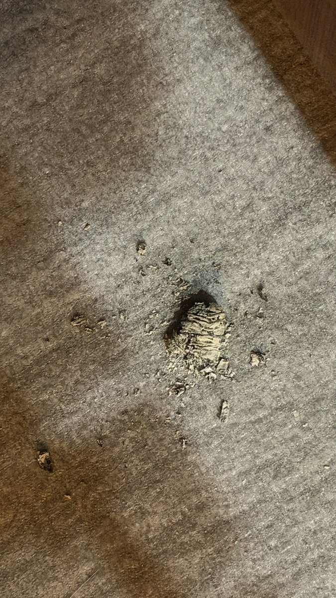 hamakiosaka's tweet photo. 🚬 ブリックハウス コロナ
ブリックハウス / ニカラグア / コロナ
★★★☆☆（3/5）
2026.8.11 @自宅
「小麦香あり。中間優しさ甘みあり。

新居のベランダ床は落灰が目立たなくて良い。

拠点作りしてたら奥さんに押し付けられたピラミッドを見ながら。」
— Cigar Cafe 記録ノート

🚬 Brick House Corona
Brick House / Nicaragua / Corona
★★★☆☆ (3/5)
2026.8.11 @ Home

"A wheaty aroma. Gentle sweetness in the midsection.

The balcony floor at the new place is nice—fallen ash doesn't show much.

Enjoyed while looking at the Pyramid my wife foisted on me as I was setting up my new base."
— Cigar Cafe Log Notes

#葉巻 #シガー #BrickHouse #Nicaragua #Corona #CigarCafe
https://t.co/ikJH5stYyx