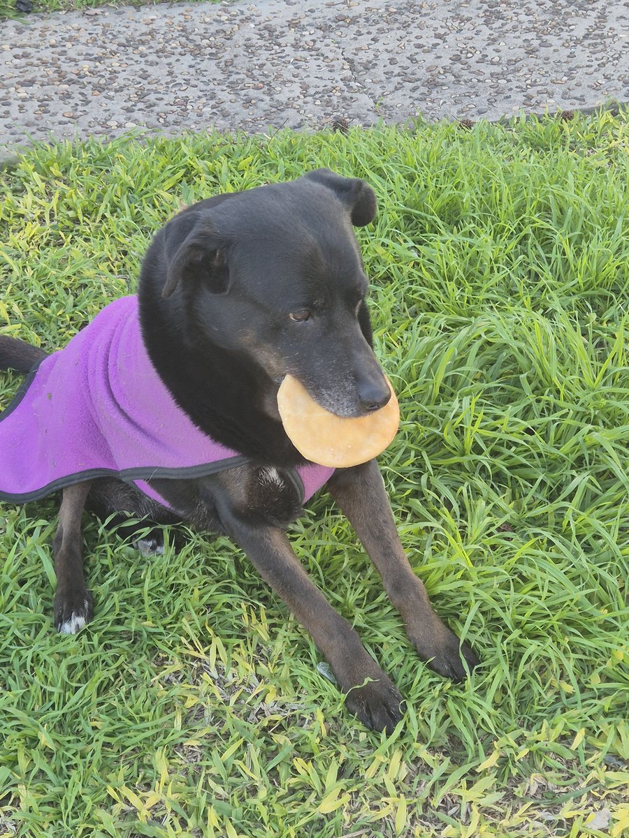 stayinhoIIywood's tweet photo. foto que le saque hoy al perro de mi cuadra comiendo una tortafrita, si le tuviera que poner puntaje a este perro le pondria 10/10 https://t.co/ILFWz2IIrS