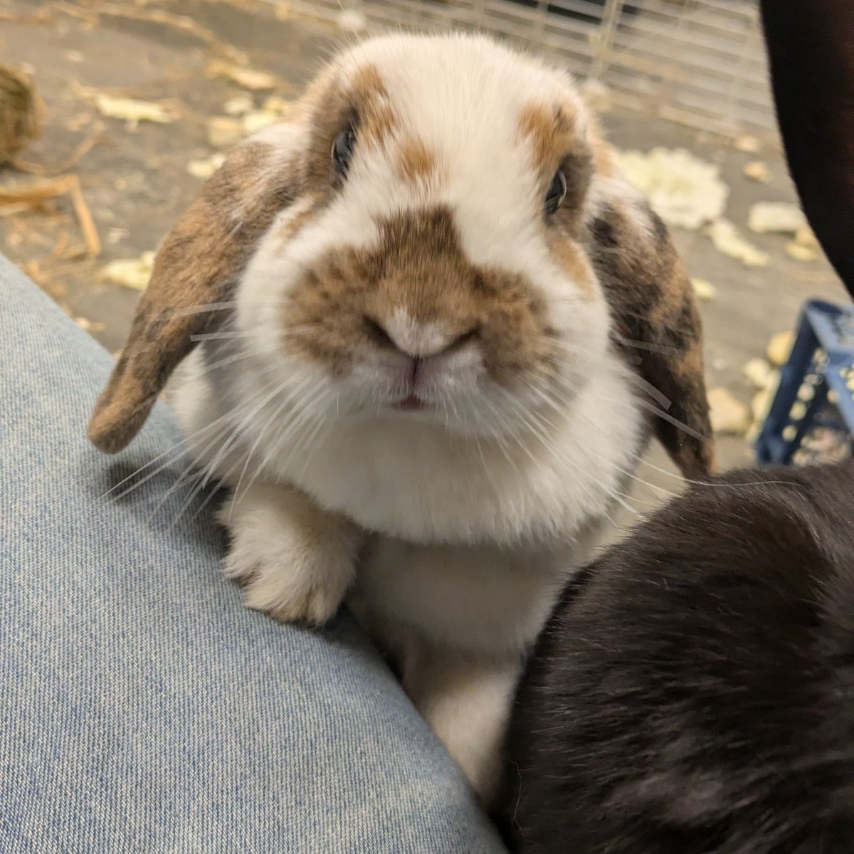 bunnyluvr__'s tweet photo. by far one of the best photos ive ever taken https://t.co/6HvfWrCZ9L