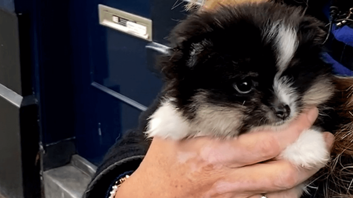 KarenSoeters's tweet photo. BREAK
180 dagen gevangenisstraf, waarvan 176 dagen voorwaardelijk, een taakstraf van 240 en een zelfstandig houdverbod van 5 jaar voor honden en andere dieren. Dat heeft een puppyhandelaar uit Best, waar we met de Animal Crime Unit zo lang onderzoek naar hebben gedaan, vandaag te horen gekregen van de rechtbank in Amsterdam.
https://t.co/OZ8E0vp7Mc