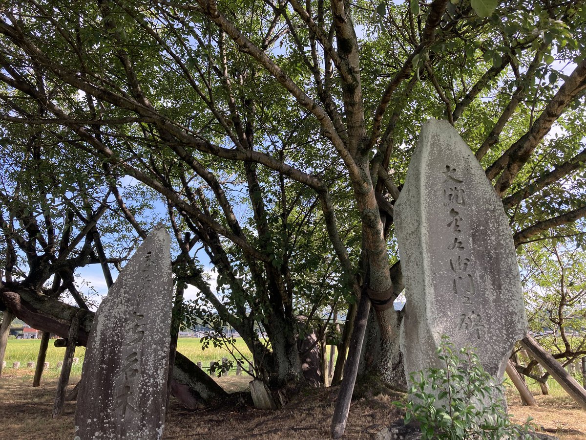 announeko's tweet photo. 名無木(岐阜県)を見てきました　打首をされた罪人の首から生えてきたと幼少の頃に聞いてましたが、案内には飢饉に喘ぐ村人から年貢を取り立てる代官を殺害し、その罪で磔になった名主の亡骸から生えてきたとありました　捉え方によって英雄にも悪者にもなる世の中だと感じました https://t.co/8n8VzxIRuo