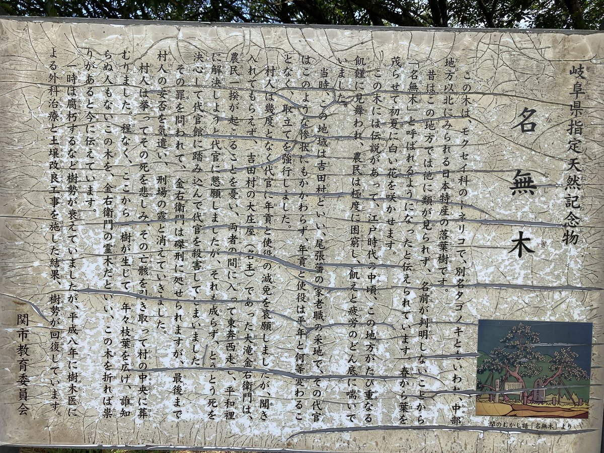 announeko's tweet photo. 名無木(岐阜県)を見てきました　打首をされた罪人の首から生えてきたと幼少の頃に聞いてましたが、案内には飢饉に喘ぐ村人から年貢を取り立てる代官を殺害し、その罪で磔になった名主の亡骸から生えてきたとありました　捉え方によって英雄にも悪者にもなる世の中だと感じました https://t.co/8n8VzxIRuo