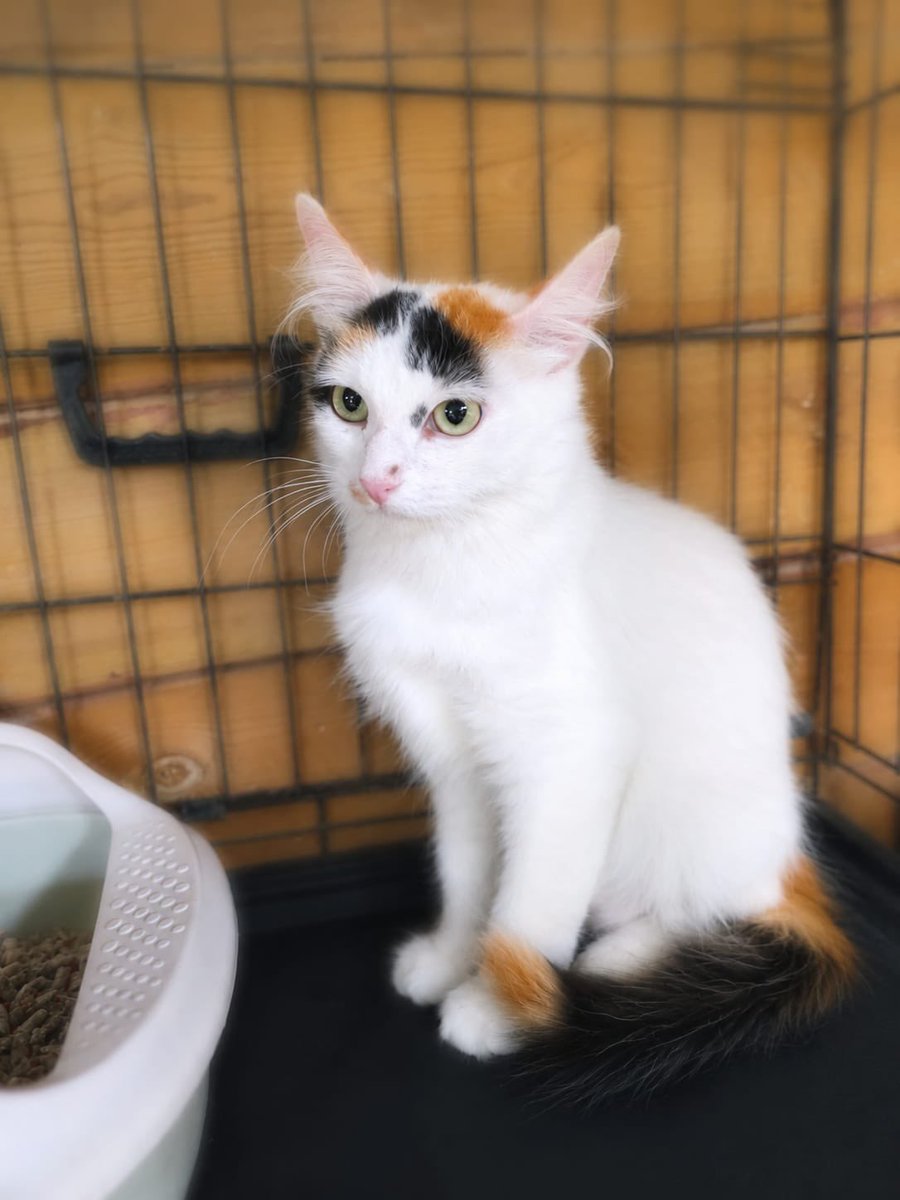 Abeiroanimal's tweet photo. Nefertiti, a preciosa tricolor, xa ten fogar definitivo. As adopcións axudan a que sigamos salvando vidas 💕 https://t.co/Is1U9z8yw0