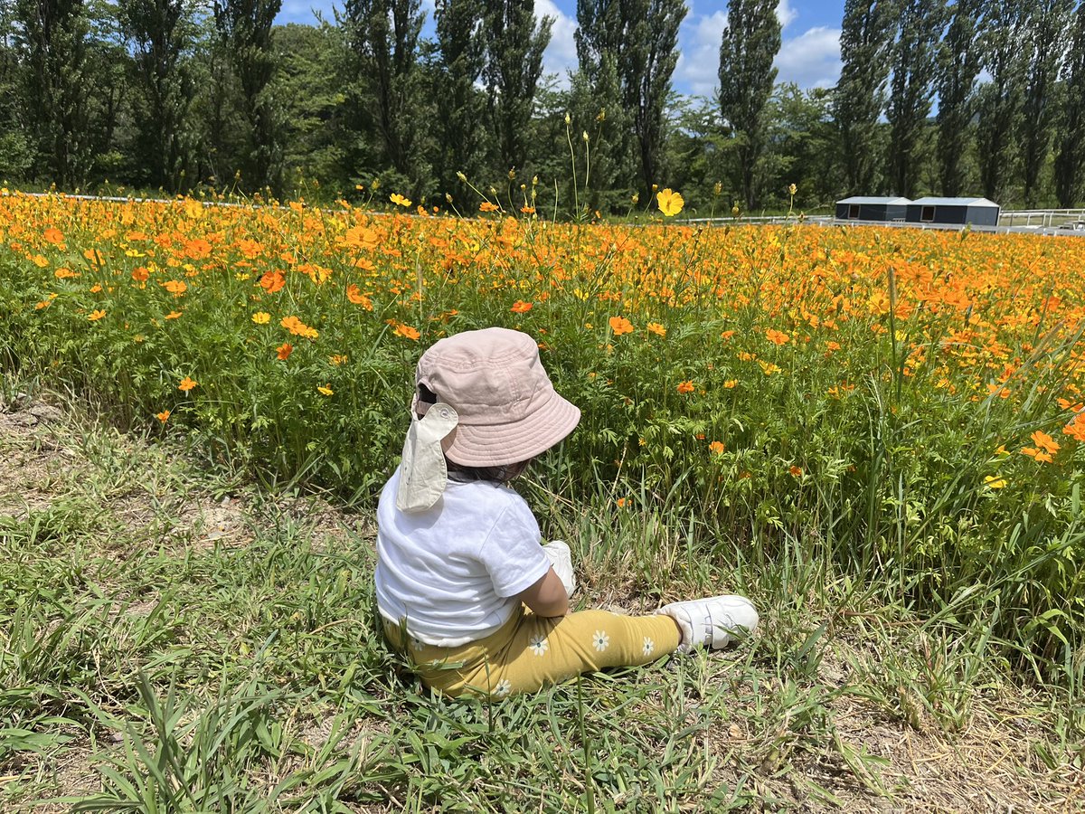 hide6206sadz's tweet photo. 今日は娘と2人で、ブルーメの丘に行ってきました♪
ひまわりやキバナコスモスが綺麗でした✨

ちなみに、受付でチケット買う為に長蛇の列やったけど、アソビューでチケット買えば150円引きだし並ぶ必要も無いのに、何故皆んなわざわざ並ぶのだろう……😅 https://t.co/tOhwSKSvmE