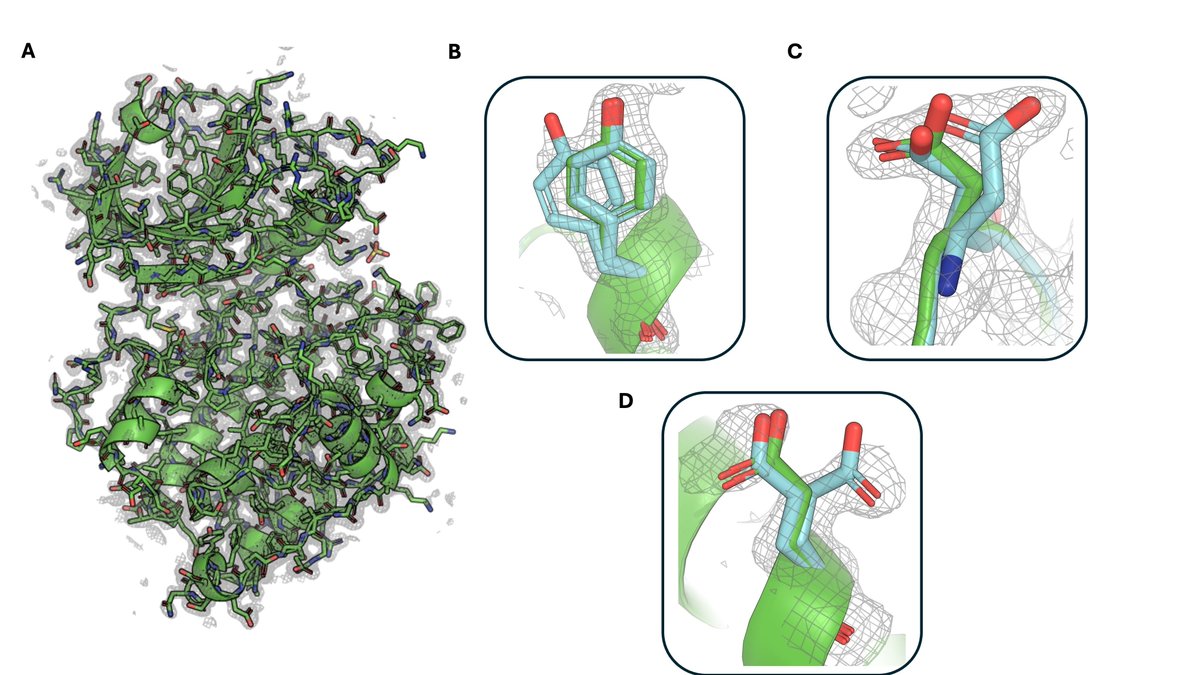 PrismScienceOrg's tweet photo. Most structures in the PDB report one set of coordinates. The experimental data behind them, in both X-ray crystallography and cryo-EM, is produced by an ensemble. New work recovers that hidden signal at scale in over 60,000 structures. https://t.co/kmIZdG3G9S https://t.co/BdXxN3segd