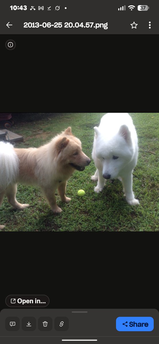 1c1cl3's tweet photo. "Hi everyone!
I’m Alex (icicle), & I suppose some of you already know me as Buddy’s owner ❤️

Buddy was a very real and very special dog in my life. More than a decade ago, I fought incredibly hard to save him, and somehow his story became intertwined with Bitcoin along the way.

When the BUDDY team recently reached out to me and showed me everything they had uncovered, I was genuinely amazed. They had gone back through old Bitcointalk posts from 2013, Bitcoin transactions and the “Buddy is the best dog in the world” inscription from 2014, eventually tracing the story all the way back to me and the real Buddy.

Since then, I’ve been sharing Buddy’s photographs, memories and some of the history I still have with the team, and I’m very happy to be here and supporting BUDDY as Buddy’s story is brought back to life.

What makes me especially excited is that we’re now looking at how Buddy’s story can become about more than remembering one very special dog. The team and I have already started working on what comes next, and I think Buddy would approve. ❤️🐾

More on that soon.

For now, hello everyone, and thank you for giving Buddy’s story a second life. It’s quite extraordinary to see where this is going. ❤️