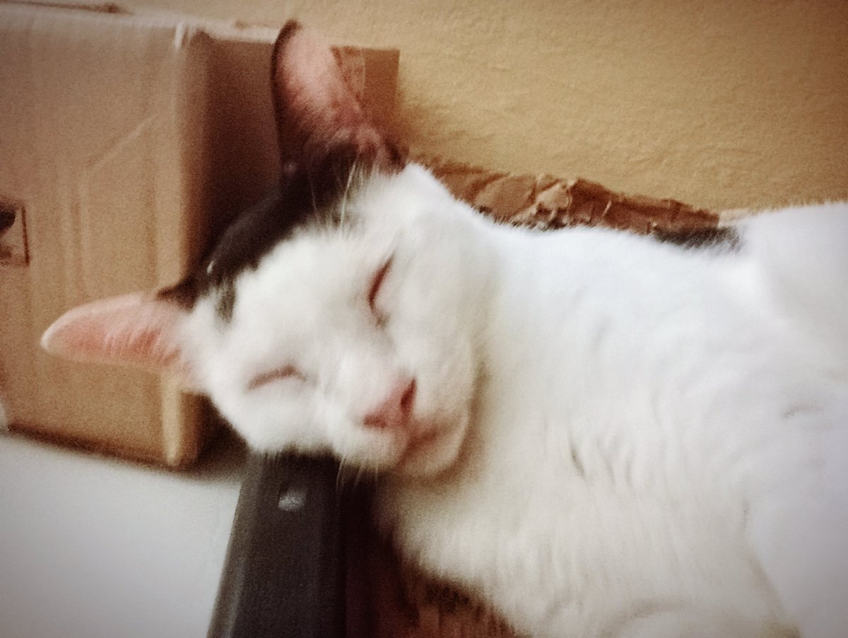 blush_yuyu's tweet photo. #CatScratcher
Kegunaan bebola scratcher, bukan untuk dicakar tapi dibawa tidur 😁
#chititambi #sianaklembu #cowcat #kucing #catlover #kucinglucu #funnycat #pets #neko https://t.co/utdmiv0t1k