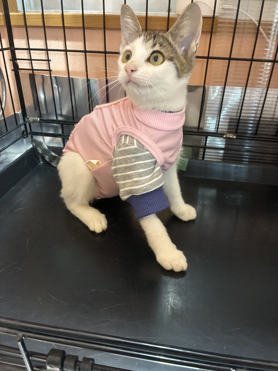 MusubuTetote's tweet photo. ＼いろはちゃんのご紹介！／
「怪我をした子猫がいる」と相談を受けて急遽保護。
右前肢の皮膚に裂傷。順調に回復中です。

カラーどころか包帯も外す方法を覚えてしまったいろは。今は保護服を着せてます。
性格は…回復に伴いヌイ化が止まりません😅
人が大好き！遊ぶの大好きいろは。里親様募集中！ https://t.co/sCPemtecVd