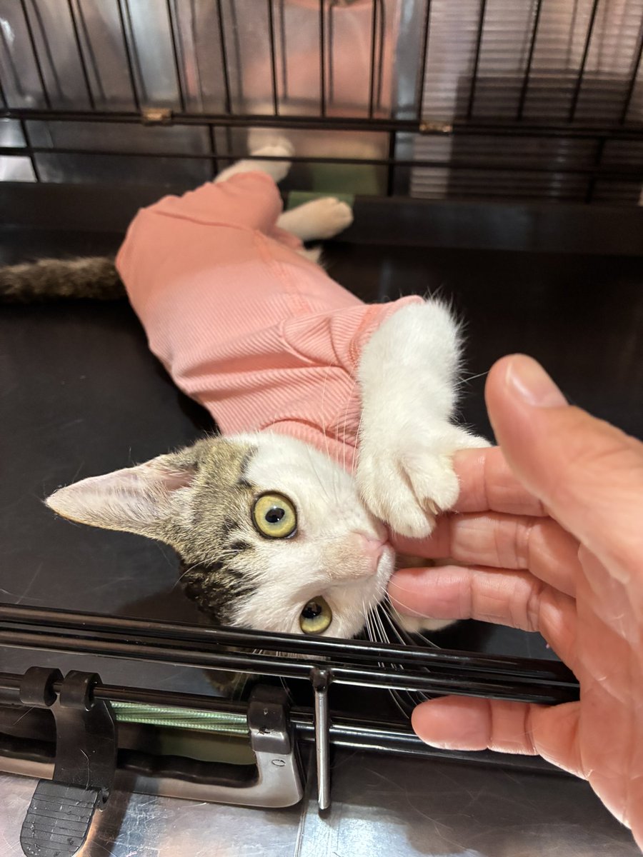 MusubuTetote's tweet photo. ＼いろはちゃんのご紹介！／
「怪我をした子猫がいる」と相談を受けて急遽保護。
右前肢の皮膚に裂傷。順調に回復中です。

カラーどころか包帯も外す方法を覚えてしまったいろは。今は保護服を着せてます。
性格は…回復に伴いヌイ化が止まりません😅
人が大好き！遊ぶの大好きいろは。里親様募集中！ https://t.co/sCPemtecVd