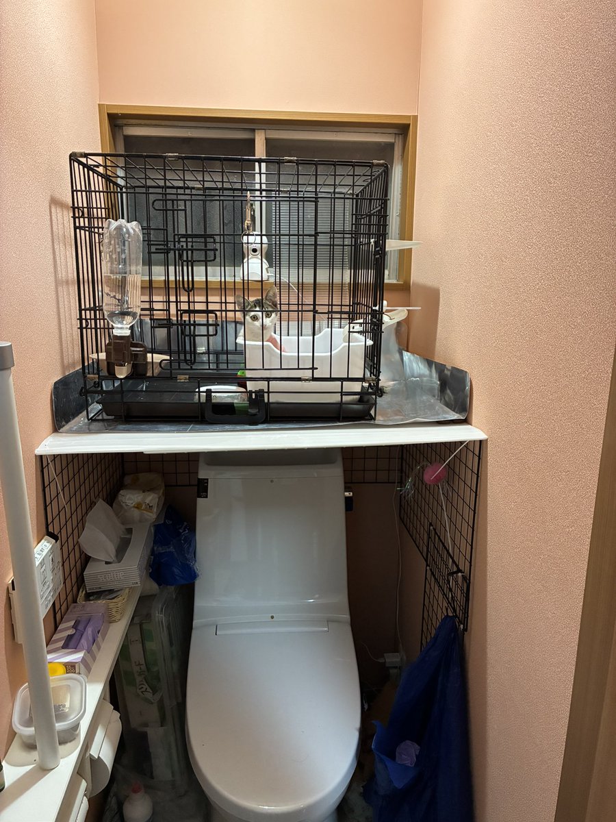 MusubuTetote's tweet photo. いろは保護時は、相談が立て込んでいたので、トイレしか置ける場所がありませんでした。
前肢を怪我していて上下運動出来ず、2段ケージは使えなかったので、何とかなった感じです。

ようやく隔離期間が明けるので、トイレから出してあげられます。早く出さないと膀胱炎になりそうです。私が。 https://t.co/cs5ZwYmbK5