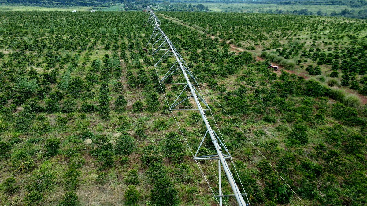 AddisuAregaK's tweet photo. ☕ Ethiopia’s New Coffee Development Package: From Conventional Practices to Modern Productivity

We aim to increase coffee productivity from 9 to 21 quintals per hectare, supported by improved varieties, better plant and soil management, irrigation, pest control, improved harvesting and coffee rejuvenation.

Our goal is clear: higher productivity, better quality, greater value for farmers and a stronger position for Ethiopian coffee in global markets.

#EthiopianCoffee #Agriculture