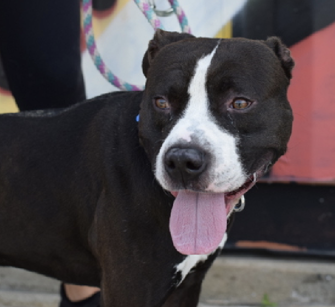 adoptadog39's tweet photo. Randy Donut is now at day 79 😭
STILL barely any info on this handsome, overlooked dog! He is scared  and who can blame him? With a patient &amp; loving home, once he feels safe watch this boy warm up🥰! 
Let’s finally get him seen!

#nycACC #NYC #NewYork #adopt #foster #rescuedog https://t.co/DYebzLHHSg