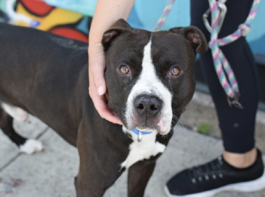 adoptadog39's tweet photo. Randy Donut is now at day 79 😭
STILL barely any info on this handsome, overlooked dog! He is scared  and who can blame him? With a patient &amp; loving home, once he feels safe watch this boy warm up🥰! 
Let’s finally get him seen!

#nycACC #NYC #NewYork #adopt #foster #rescuedog https://t.co/DYebzLHHSg