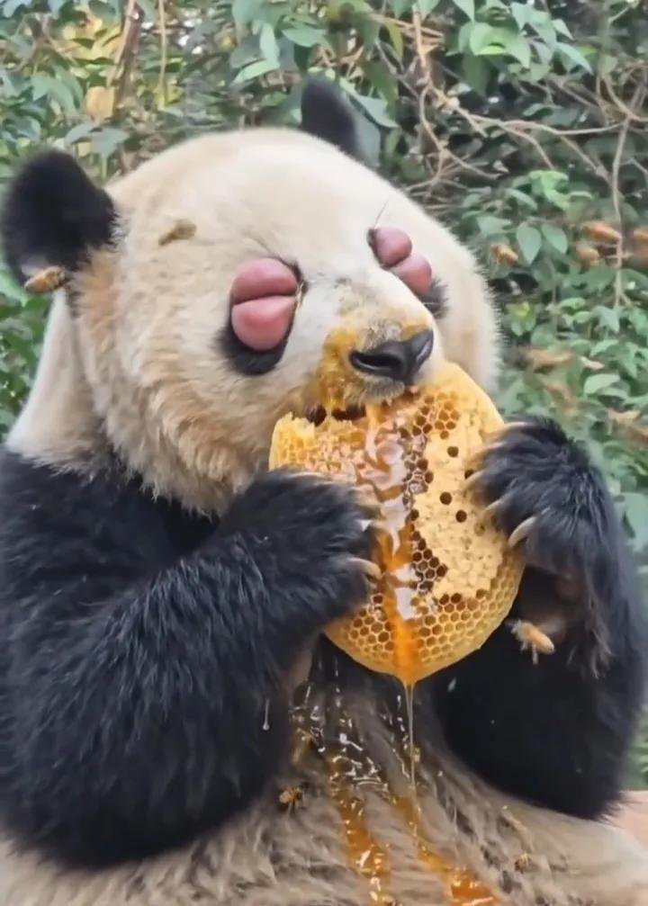 reylevant's tweet photo. AKU BARU TAUU!!

ternyata panda juga makan madu,, meskipun perjuangan nya ga main main sampe matanya bonyok😭 😭 https://t.co/BZkhuLvpdQ