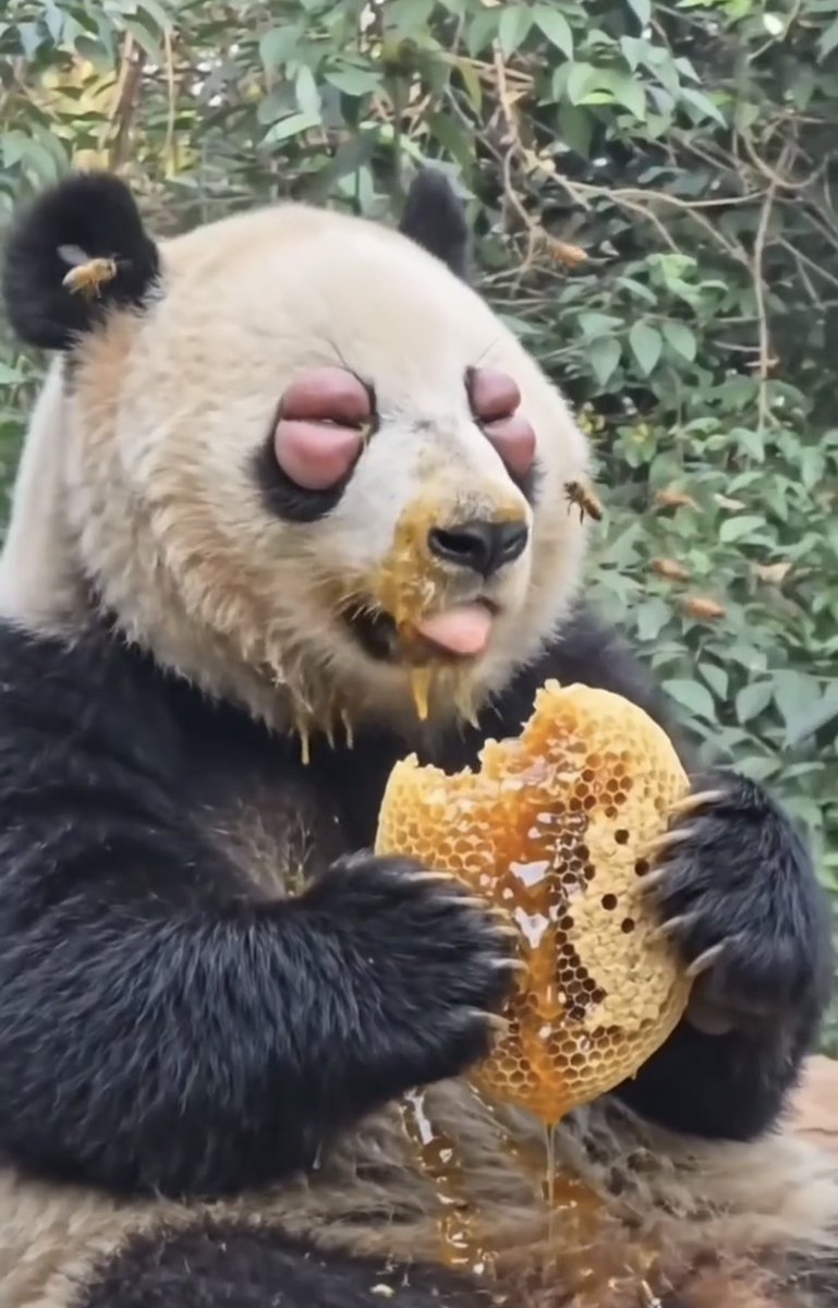 recehtapisayng's tweet photo. Bukti bahwa panda juga suka makan Madu Asli, Terlihat dari matanya 👀 https://t.co/gg7awIpYdK