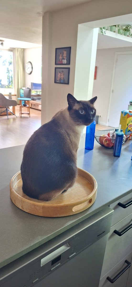 FlemingDoppler's tweet photo. "I'm just sitting on this, right, and you take me to all the places I want to go all day long." #CatsAreFamily https://t.co/Xmxp959U5g