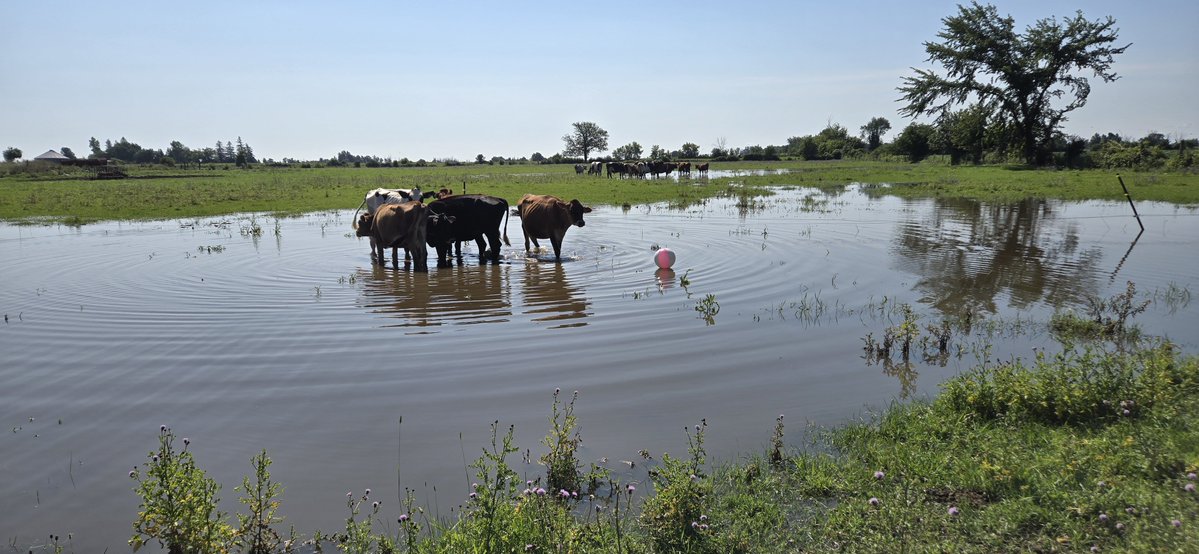 ayrporte's tweet photo. Dry cows n heifers enjoying their new #beach apparently
#ontstorm https://t.co/1BXjn8ffOG