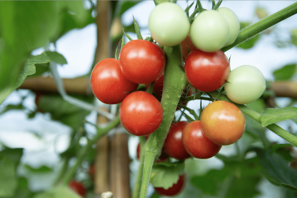 Danajaboo02's tweet photo. [Tasted the new farm-grown cherry tomatoes today! Bursting with sweet juice, no weird sour aftertaste—perfect for salads or snacks. 10/10 would buy again! ] https://t.co/63hC9VZ78S