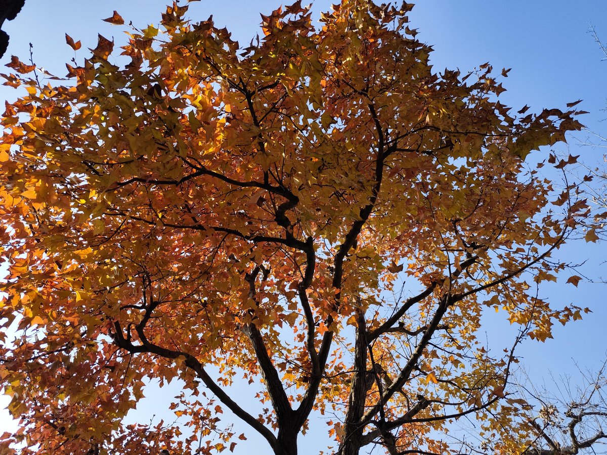 ronikhan1398's tweet photo. Student Photography Club’s outdoor photo walk this Sat at Central Park! Catch golden autumn vibes, make new friends u0026 share shots. Sign up via link in bio https://t.co/g3wVy2Hm1D