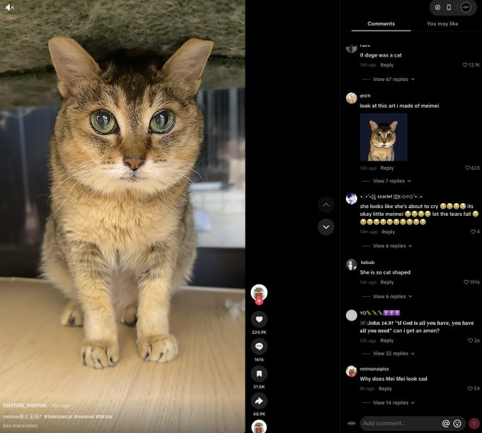 SolEmperror's tweet photo. THIS IS A GENNY MEME!!! MILLION VIEWS THIS MORNING ON TIKTOK!!!
Everyone is saying "IF DOGE WAS A CAT"
This cat is going giga viral and being meme'd as the Dogecoin of cats!!!
Check top comments and TikTok!!https://t.co/HhvXYx7n7t
We know the cats name but that defeats the whole purpose of this meme

https://t.co/J5JkMaKmnr