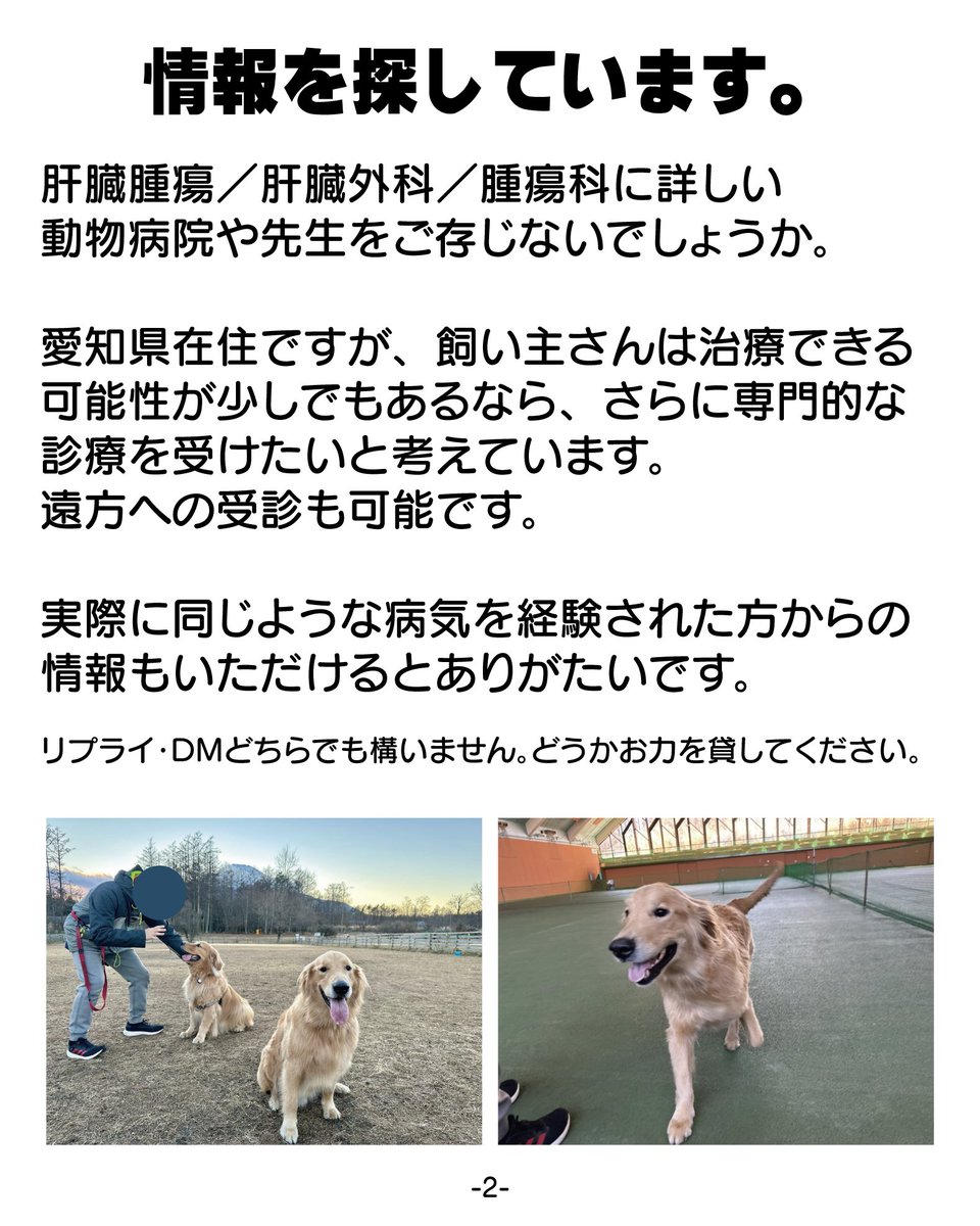 ALF_Golden's tweet photo. 【情報を探しています】
大切な犬友達の穂高（ゴールデン・4歳）（@gbjqgNUAg0p83g4 ）に、肝臓の多発腫瘍が見つかりました。
犬の肝臓腫瘍・腫瘍科に詳しい病院や先生をご存じの方、どうか情報をいただけないでしょうか。
遠方でも受診を考えています。
拡散いただけると嬉しいです。 https://t.co/2LyIt9XokL