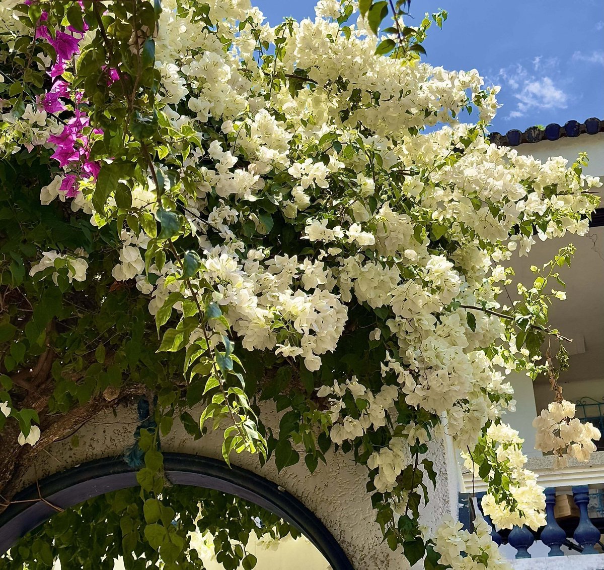 dreamyflowerrs's tweet photo. beauty of bougainvilleas https://t.co/epzzqWleH7