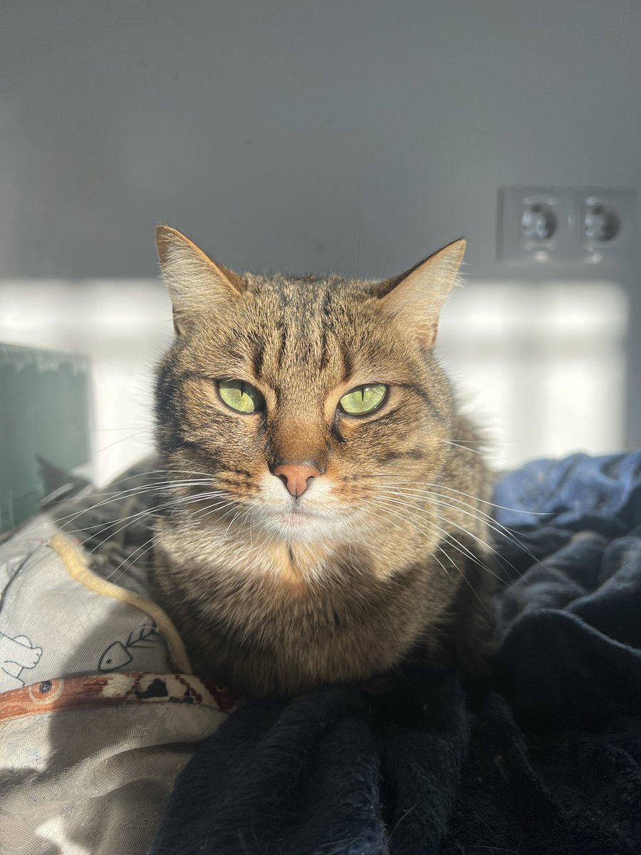 BigotisSos's tweet photo. 🤎 Paquito busca una familia
Tiene 3 añitos, es guapísimo y, sobre todo, súper cariñoso 🥰. Le encantan los mimos y la compañía humana. Busca un hogar donde lo quieran y cuiden para siempre. 🐱❤️
📲 WhatsApp al 614 076 600.
¡Ayúdanos a encontrarle la familia que tanto merece! 🏡 https://t.co/5SoJH3AAUg