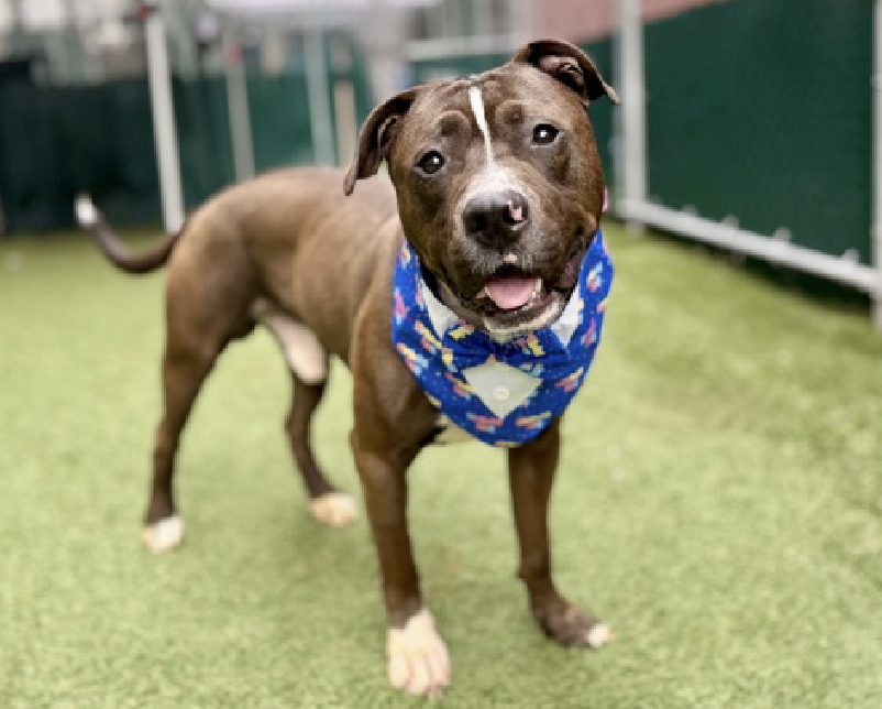 adoptadog39's tweet photo. Poor Bearstein has been forgotten. 61 days now. Gentle, sweet,  and the most adorable smile.  Found tied to a pole, he is learning  to trust. Give him the time  &amp; love to trust and feel safe, Bearstein will thrive. Go get him!

#nycACC #NYC #NewYork 
#adopt #foster #rescuedogs https://t.co/1ro8E1U5LA