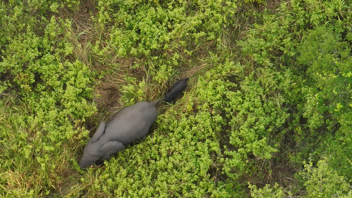 gorillacd's tweet photo. Virunga National Park is home to an estimated 540+ African bush elephants, the world’s largest land animal.⁠
⁠
The majority of the population is found in the Ishasha Valley, in the Park’s central sector. Elephants are known as “ecological engineers,” shaping ecosystems by dispersing seeds across long distances, digging waterholes that other species rely on, and clearing vegetation that helps maintain a mosaic of forest, woodland and savanna habitats.⁠
⁠
Through sustained conservation efforts, Virunga’s Rangers have helped protect the Park’s elephants from the threats they have faced over the past decades.⁠
⁠
📸 Virunga National Park⁠
⁠
#WorldElephantDay #Mammals #AfricanBushElephant