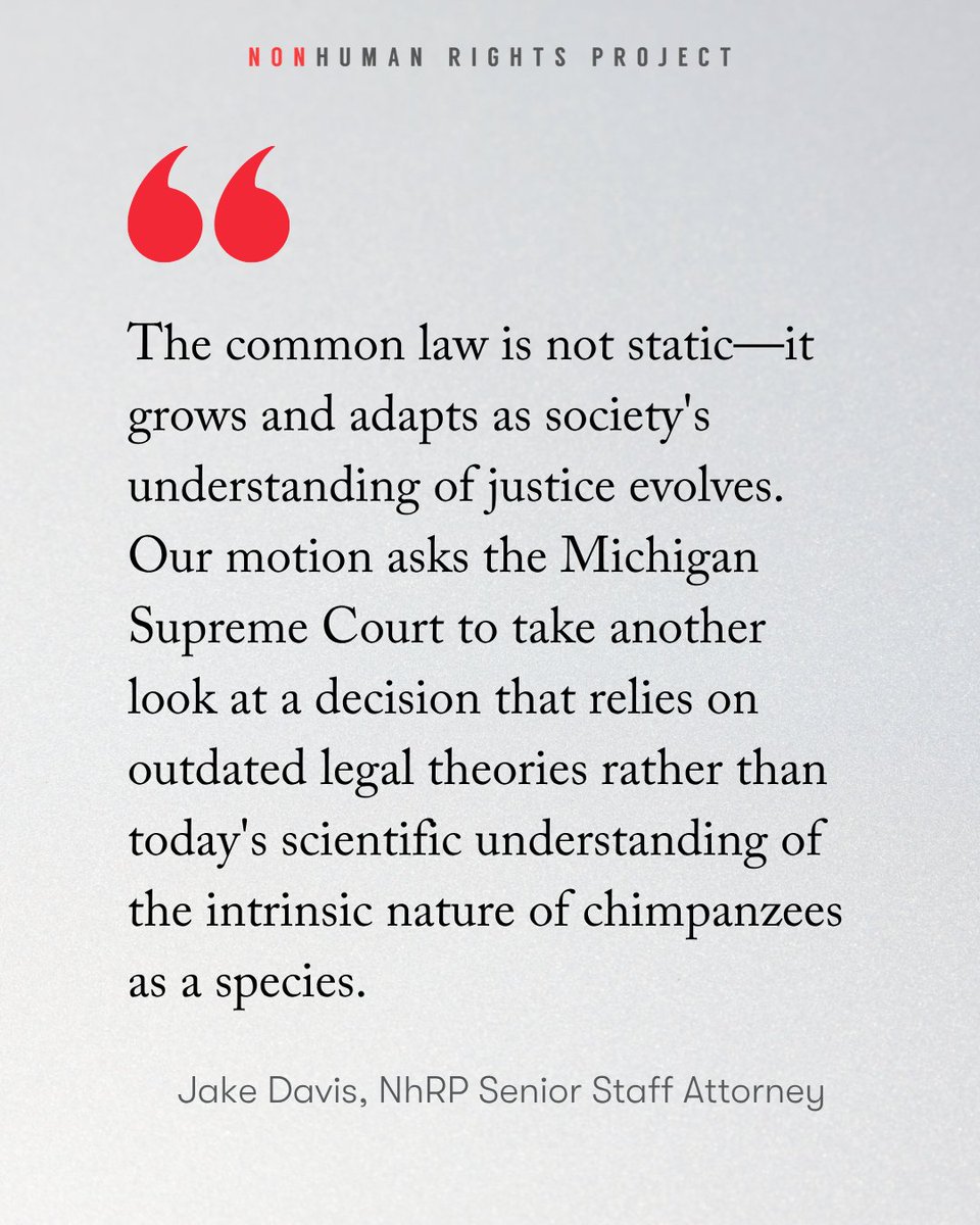 NonhumanRights's tweet photo. In light of Justice Welch’s recent dissent, the NhRP filed a motion for reconsideration asking the Michigan Supreme Court to revisit its decision not to hear our appeal on behalf of the DeYoung chimpanzees. On the importance of dissents: https://t.co/v9hJ2ubrEA #animallaw https://t.co/Fh4BuHz918