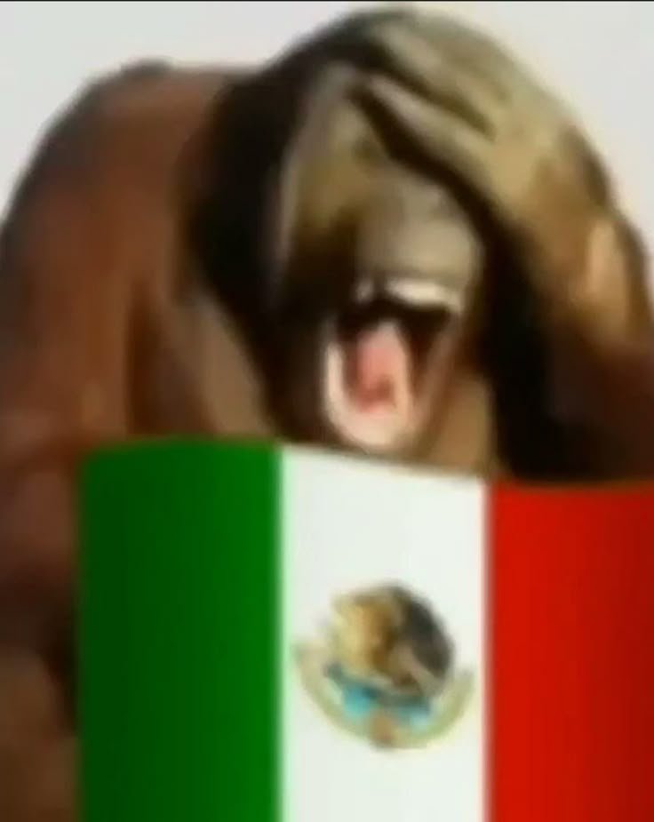 WOLFHALYEXD's tweet photo. @PlatanoSans Los pendejos no tuvieron argumentos y se vieron por una falta de ortografía https://t.co/b5nZGxqT8K