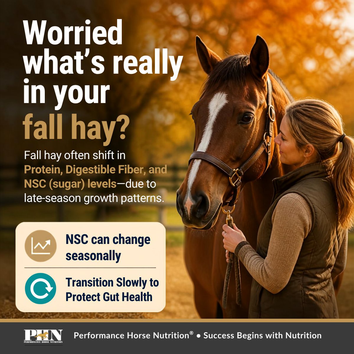 PHNEquine's tweet photo. Fall hay often shifts in protein, digestible fiber, and NSC (sugars) due to late‑season growth patterns 
Small changes can affect: 🧬 Gut stability 🍽️ Appetite ⚡ Energy levels 💩 Stool consistency 🐴 Metabolic horses
A slow transition helps digestive upset. 💛 https://t.co/xu0hfM9duU