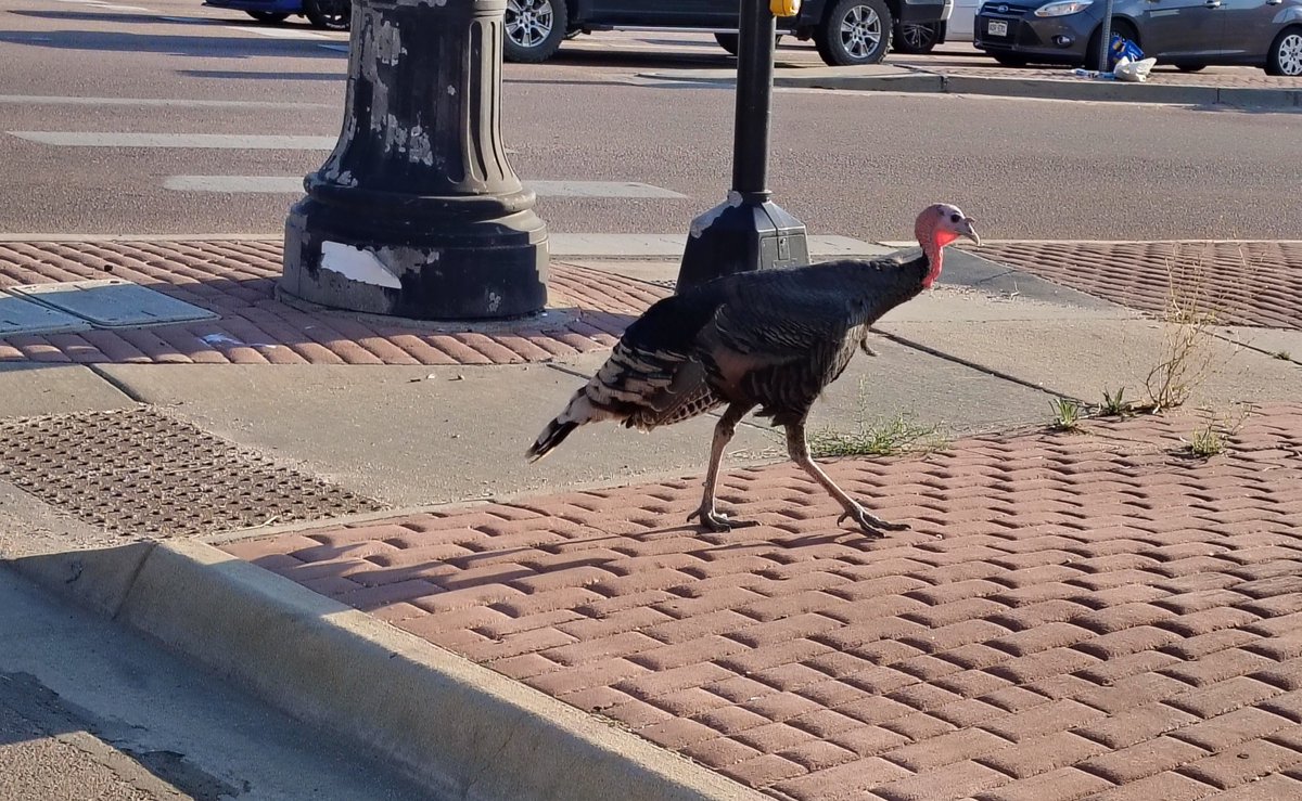 SamWoolf247's tweet photo. Why did the turkey cross the road?
To slow down everyone's commute, disrupt traffic in general, and make a bunch of kids laugh. Yes this is a real picture from taking my kids to school today. #FindJoy 😂 https://t.co/2lbR9lgzCe