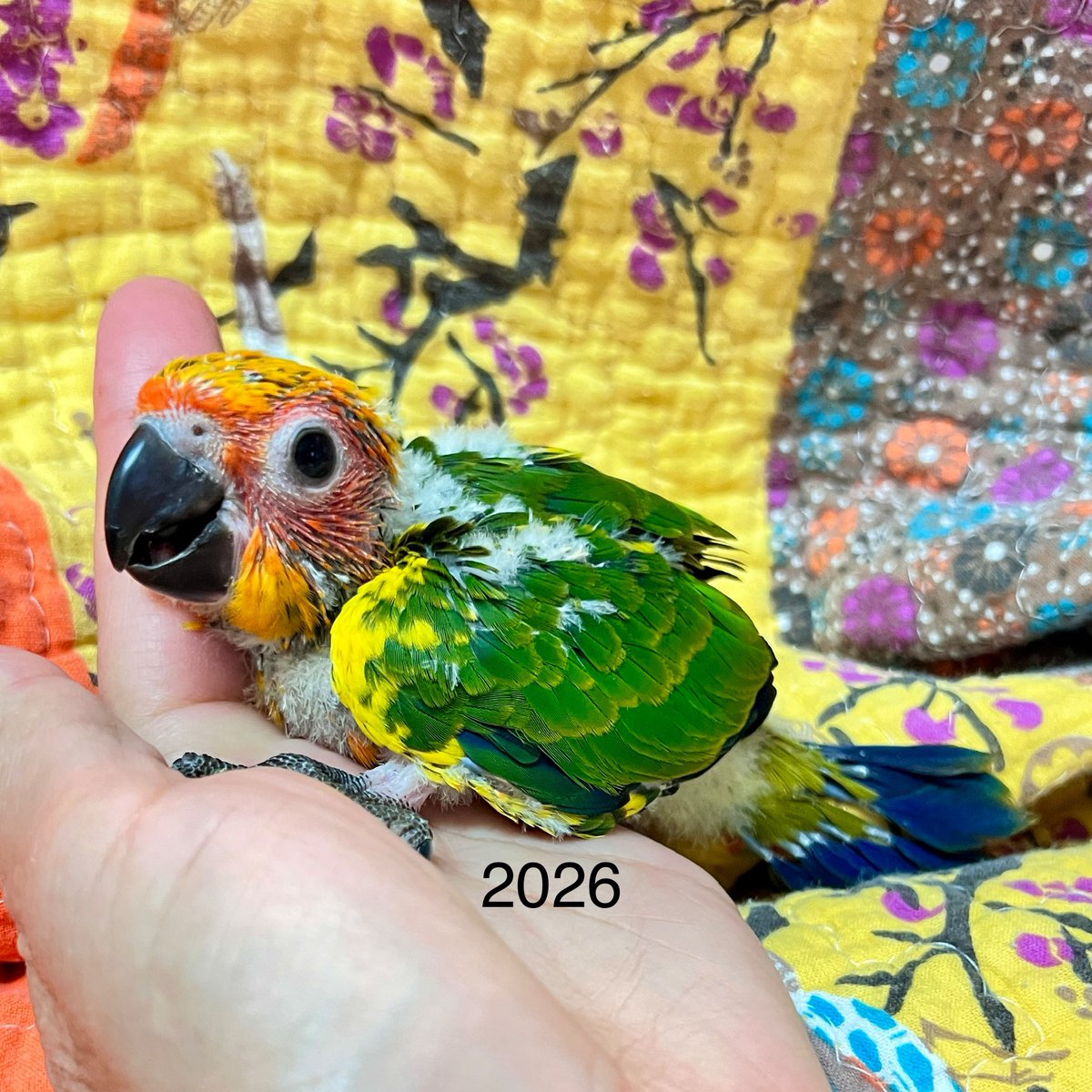 RhondasAviary's tweet photo. Sun conures everywhere at Rhonda’s Aviary. We already had a whole crew of grown suns, and now three new babies just joined the party. 🥳 https://t.co/1ZY4vIYhvj