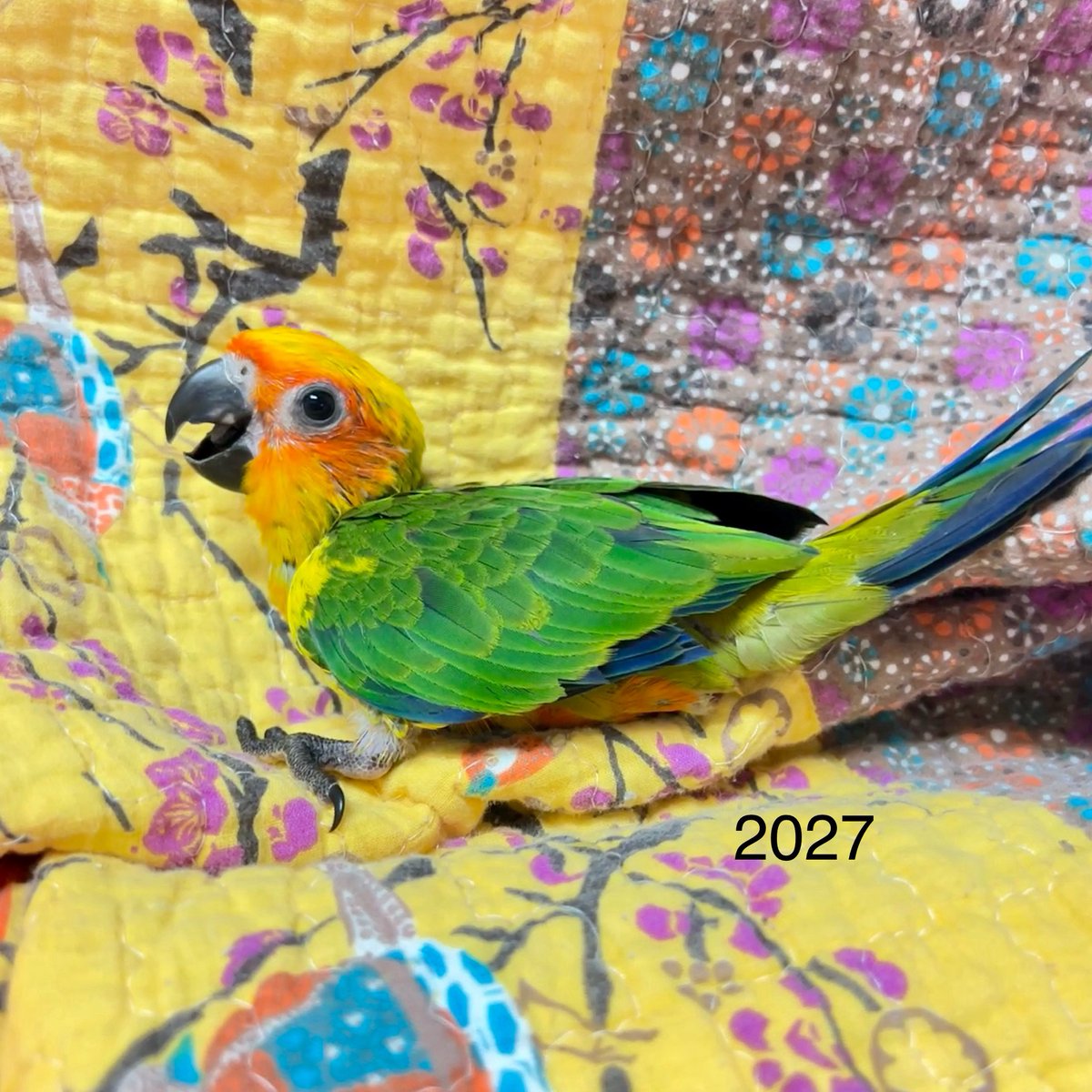 RhondasAviary's tweet photo. Sun conures everywhere at Rhonda’s Aviary. We already had a whole crew of grown suns, and now three new babies just joined the party. 🥳 https://t.co/1ZY4vIYhvj