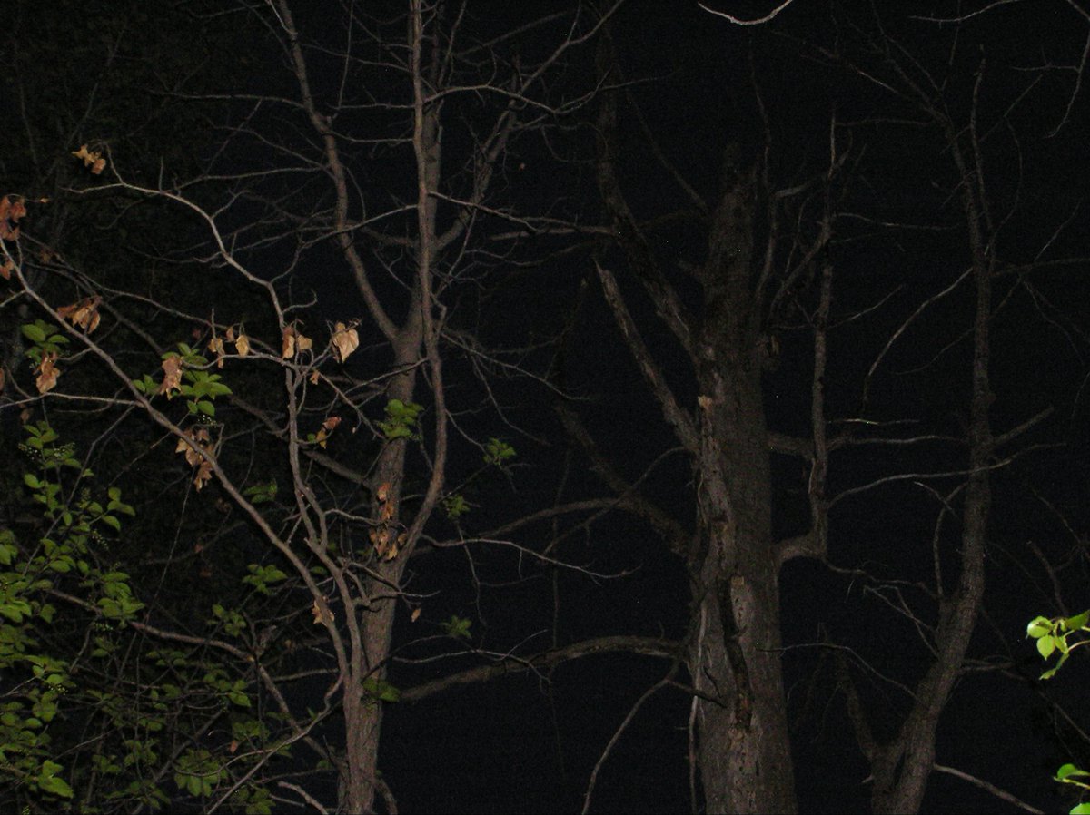 bingegooner's tweet photo. @temusludgepack W tree https://t.co/auy3XdzNOF