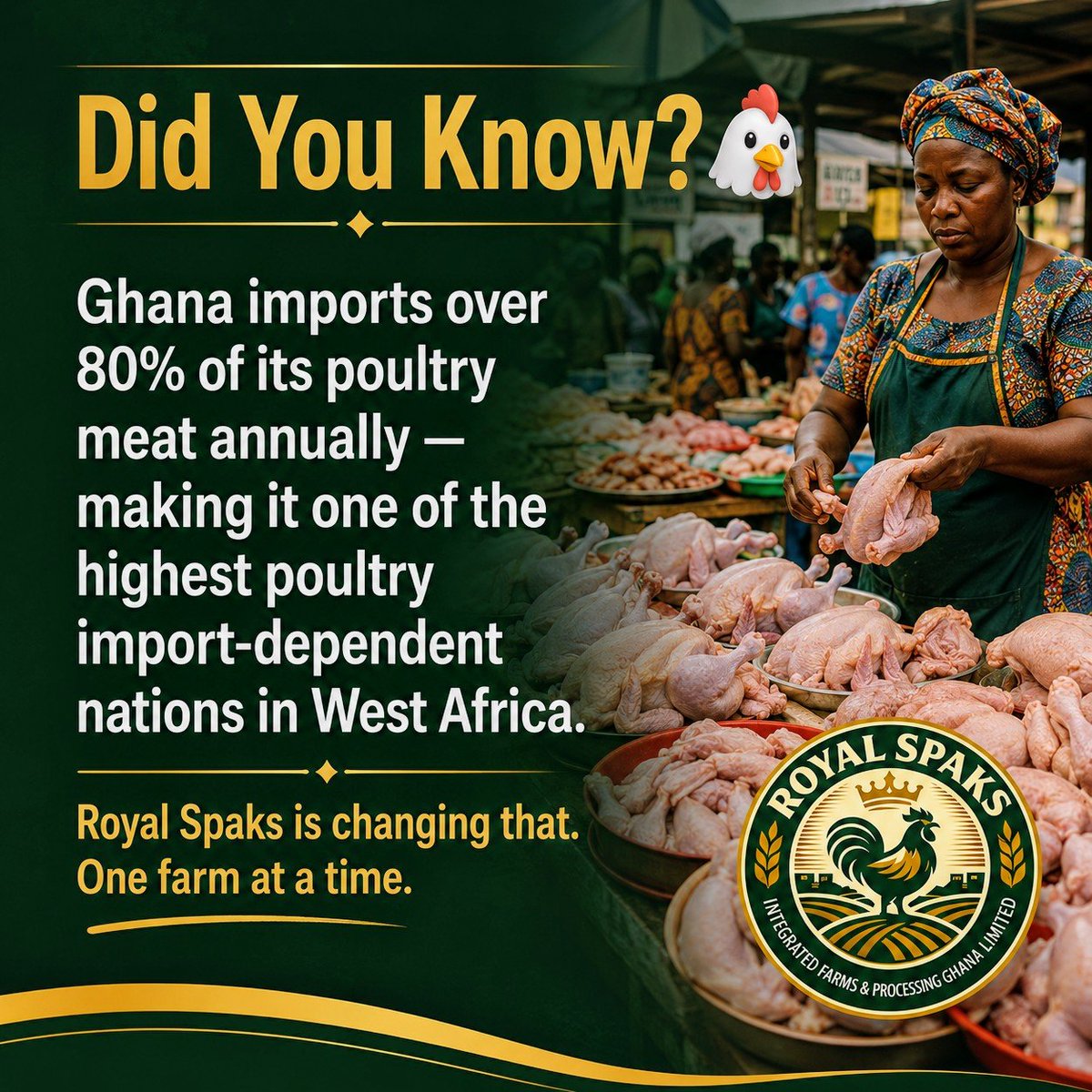 RoyalSfarms's tweet photo. 🐔 Ghana imports over 80% of its poultry meat annually.
Hundreds of millions leaving our economy for something we can grow at home. 🇬🇭
Royal Spaks is changing that. One farm at a time.
#RoyalSpaks #GhanaAgriculture #FoodSecurity #MadeInGhana https://t.co/9kd4JgoscA
