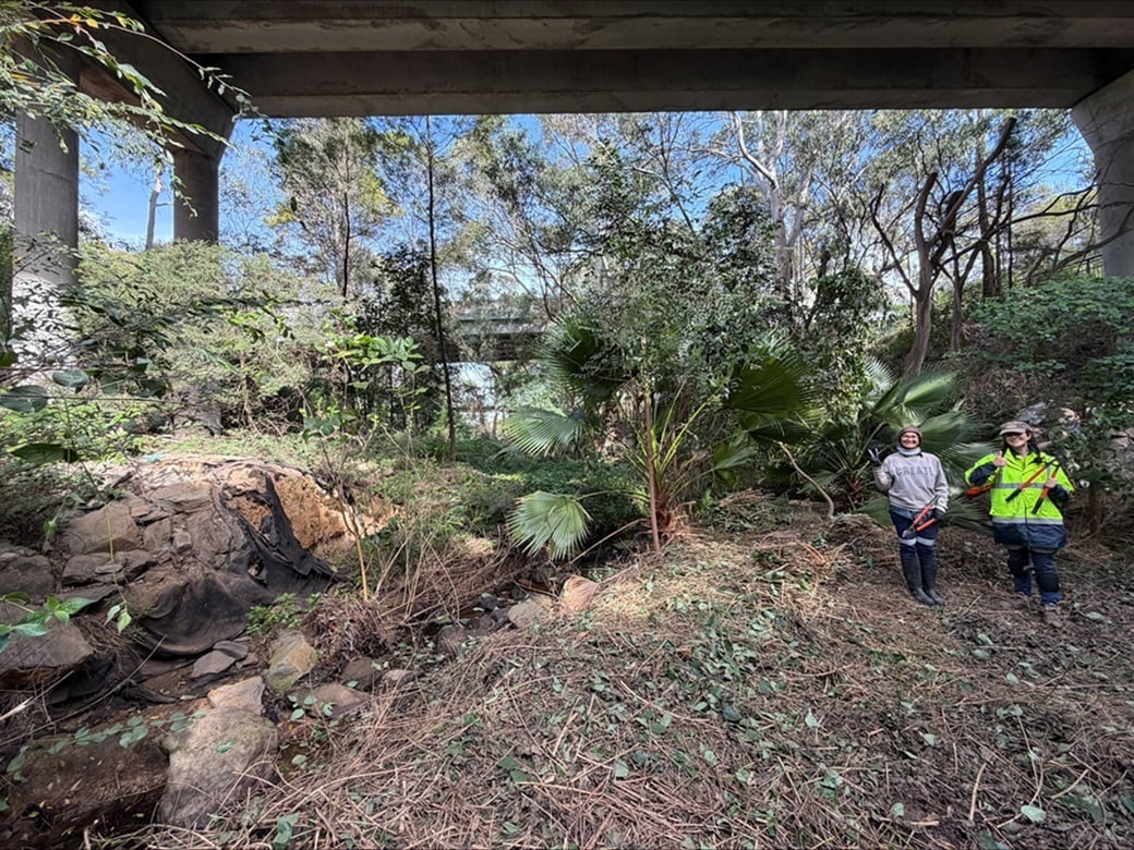 MuruMittigar's tweet photo. Staff shoutout to Aishwarya Vinod Gujarathi and Alyssia Zagarella from our Conservation Team! These before and after photos are an example of the amazing work they can do managing invasive species to support natural regeneration.
#BushRegeneration #CaringforCountry #MuruMittigar https://t.co/bKi5Zw6iPt
