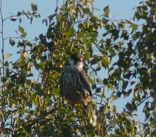 miichaelwave's tweet photo. Lifer Eurasian Hobby on my evening walk🎉🎉 https://t.co/qoQBdeJKWu