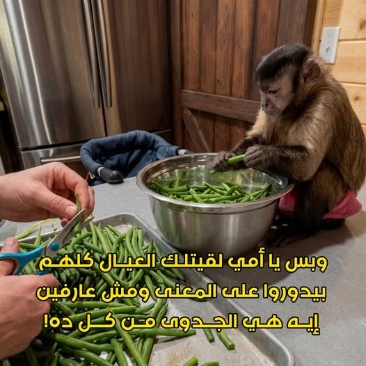 hzmnasr's tweet photo. https://t.co/6arSQ6X2J6
