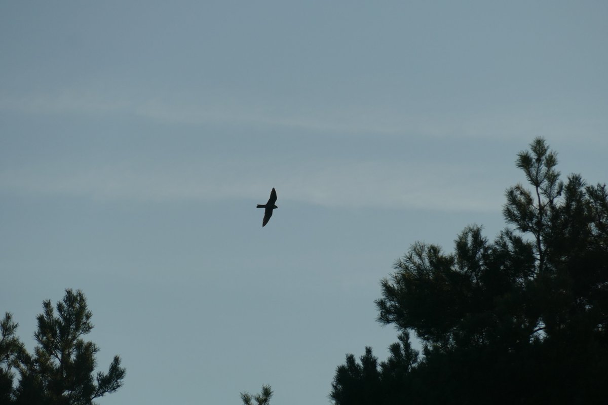 miichaelwave's tweet photo. Lifer Eurasian Hobby on my evening walk🎉🎉 https://t.co/qoQBdeJKWu