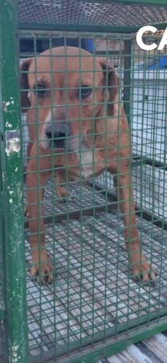 miru2895z's tweet photo. El "pitbull" en cuestión, que ni siquiera es de raza. Nadie defiende al perro, décimo la verdad de los hechos, la NEGLIGENCIA de los padres y el maltrató animal en la que vivia el perro por parte de los dueños. Todos son culpables de algo, nadie tiene que salvarse. Todos presos. https://t.co/QtjPA4JNjw