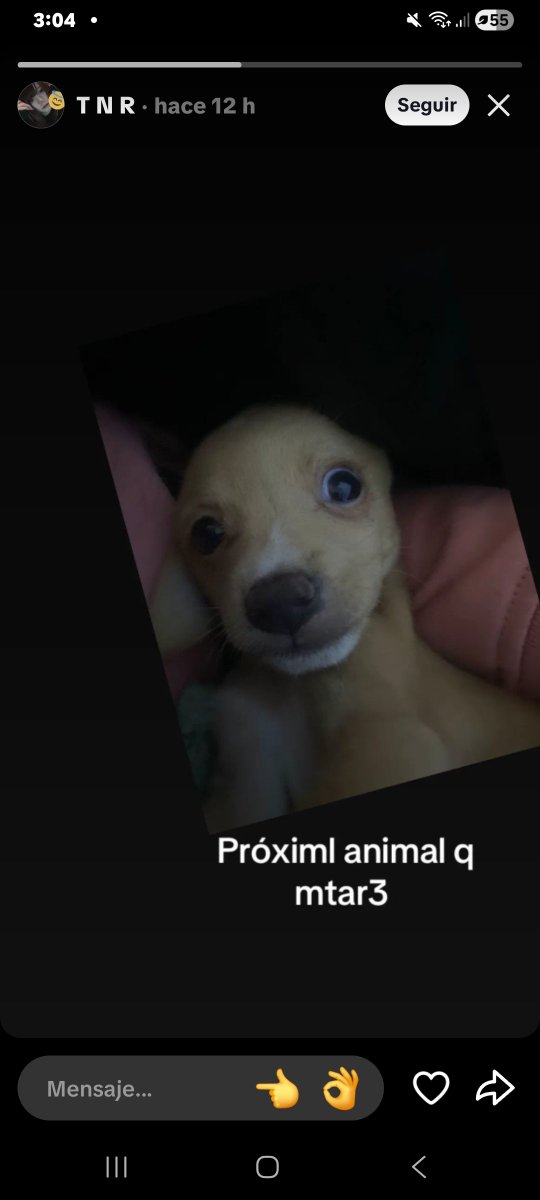 sign0sy's tweet photo. No tiene mucho que ver con el caso, pero descubrí a otra chica que dice mat@r animales y que va a por un perro hai les dejo
@momonga6a7s https://t.co/s0wxgSg9T8