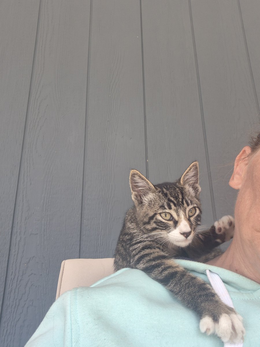 SharpLotte's tweet photo. The Universal Cat Distribution System is no joke! I live out in the middle of nowhere and this kitten found it's way to my porch. I named him Jin (short for Jinshi) https://t.co/QURNyKr2P9