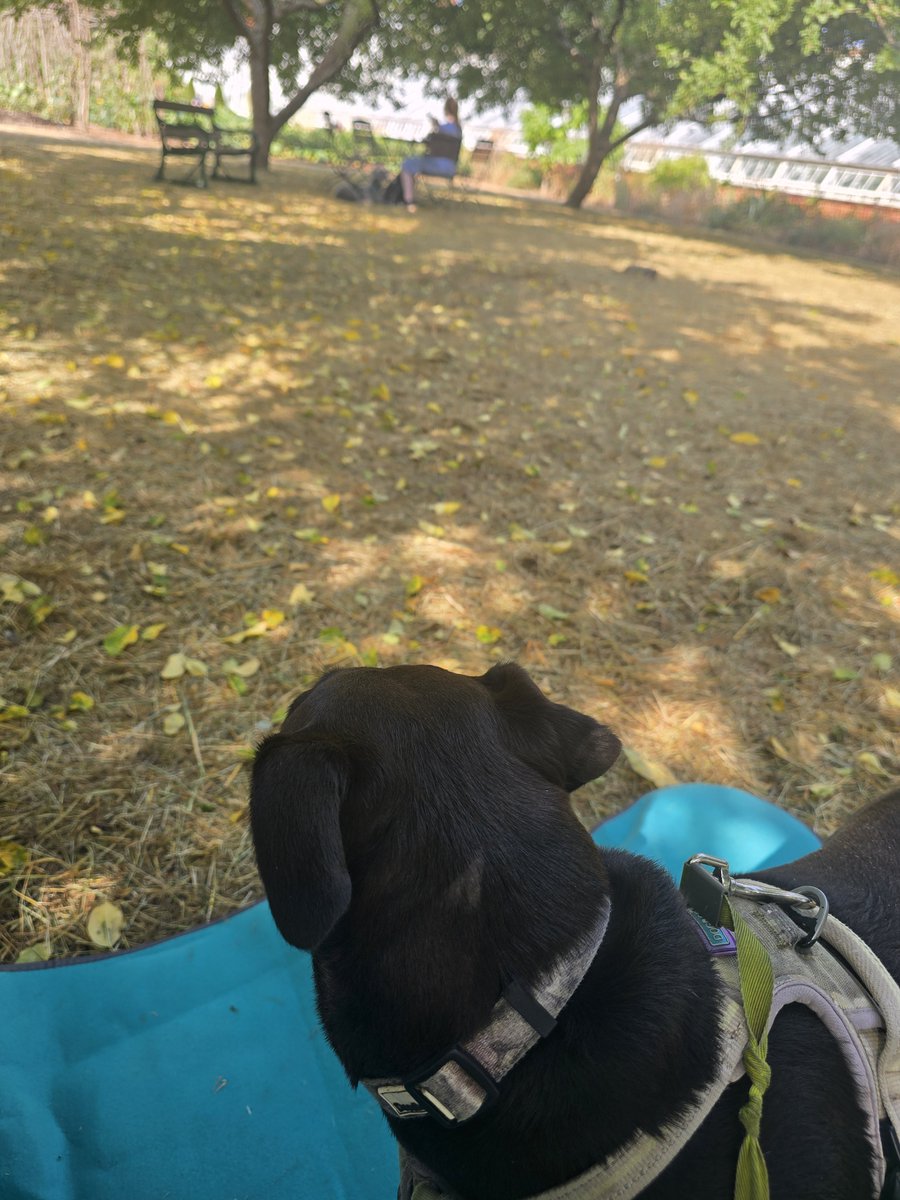 LawnMasterNotts's tweet photo. Almost forgot #pupdate too
Nothing drastic tonight, just Sir chilling while a dog was sitting fairly near us at coffee this morning
#sbswinnershour https://t.co/AklHK3Rn4s
