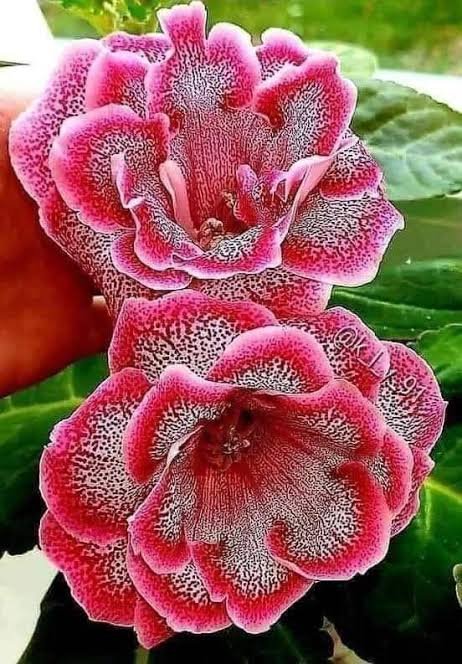 Erasus99's tweet photo. 🔴 https://t.co/fIRCqftMT6