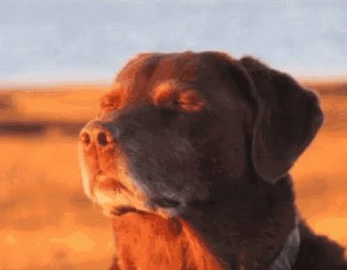 jhseablue's tweet photo. ver o pôr do sol na fae curou um pouquinho onde doía https://t.co/zwn7bV7b8L